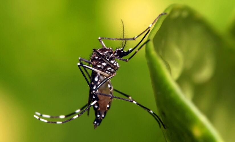 Foram confirmados 4.595 casos em São Paulo em janeiro; melhor arma para enfrentar a dengue é eliminar os criadouros do mosquito