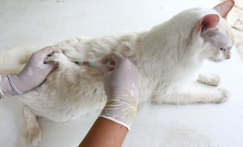 Para a imunização, os animais devem ser castrados e os donos devem levar comprovante de residência recente