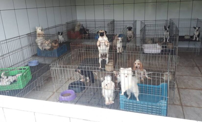 Polícia Militar Ambiental fechou um canil na cidade de Piedade; equipe encontrou cães sem alimentação e em locais sujos