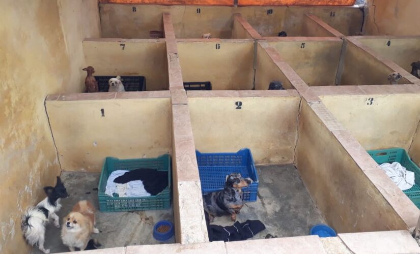 Polícia encontrou na quarta-feira um canil com cerca de mil 
cães em situação de maus-tratos no município de Piedade