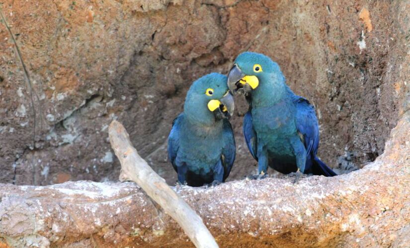 As duas avezinhas nasceram nos dias 8 e 13 de janeiro último de uma ninhada de quatro ovos; aves estão no interior paulista