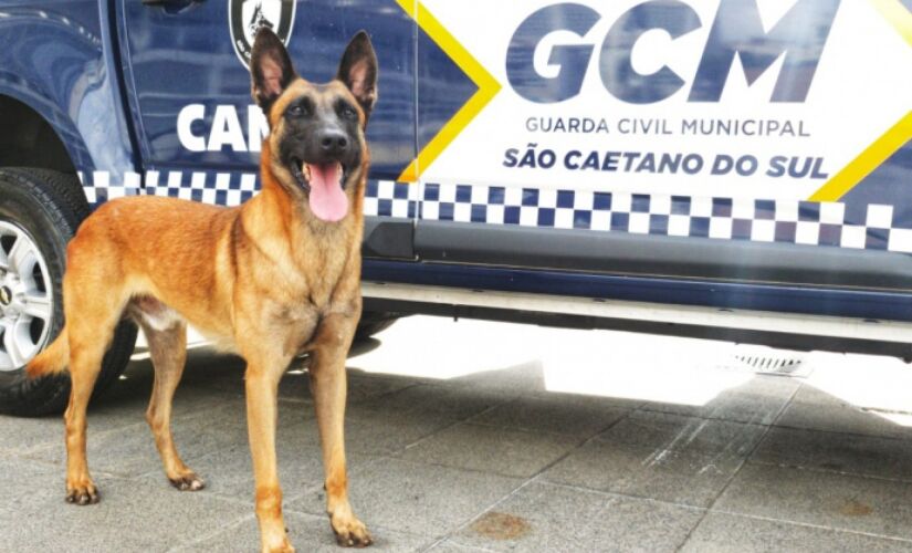 Bronx e outros cães do Canil de São Caetano são preparados para ações policiais, como busca de armas, entorpecentes e explosivos