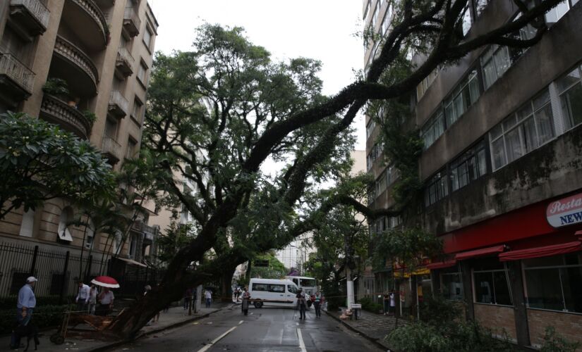 Uma árvore caiu no bairro de Higienópolis, na região central; a queda assustou os moradores de um prédio em frente 