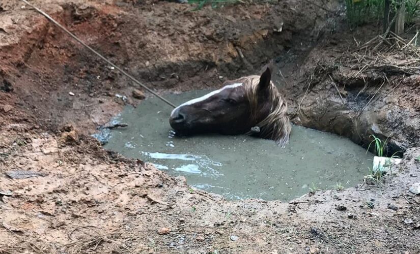 Bombeiros e funcionários de fazenda resgataram o cavalo de dentro de buraco em Itupeva 