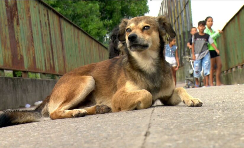 Cachorro salvo por moradora de rua antes de ser levada por córrego; mulher tinha dois cães, chamados Nenê e Vírus 