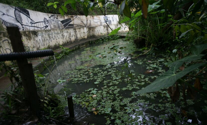 O coletivo Ocupe & Abrace construiu dois lagos na Praça da Nascente, que se tornaram habitats de várias espécies de animais