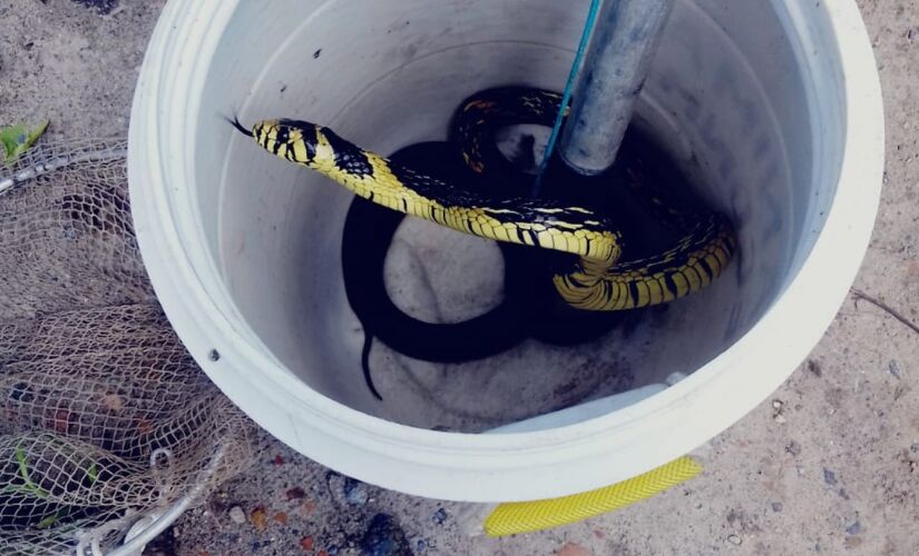 Uma cobra da espécie caninana, de aproximadamente 1,5 metros, foi encontrada ontem dentro de um supermercado em Iguape