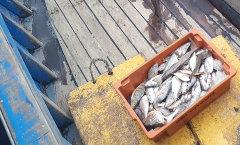 A apreensão dos peixes aconteceu durante um patrulhamento em uma área de proteção ambiental na Baía do Trapandé