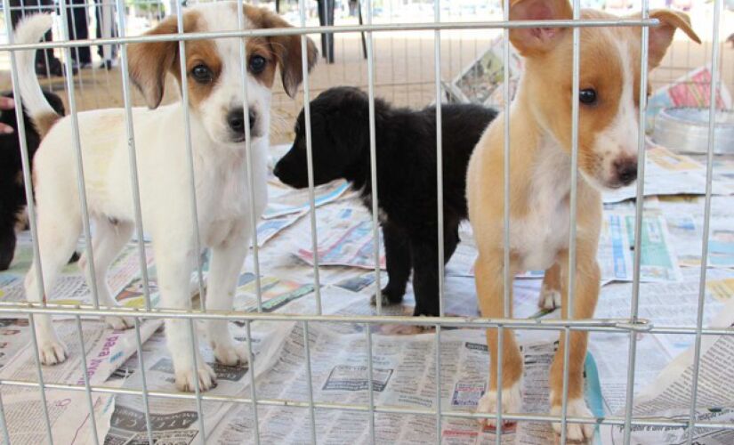 Evento de ado&ccedil;&atilde;o de c&atilde;es ser&aacute; realizado em Santos 