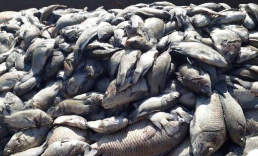 Tilápias eram criadas em 100 viveiros dispostos ao longo do braço do Tietê conhecido como Barra Mansa