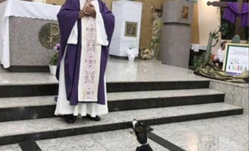 Cão Zezinho acompanha o padre há quase um mês em Olímpia 