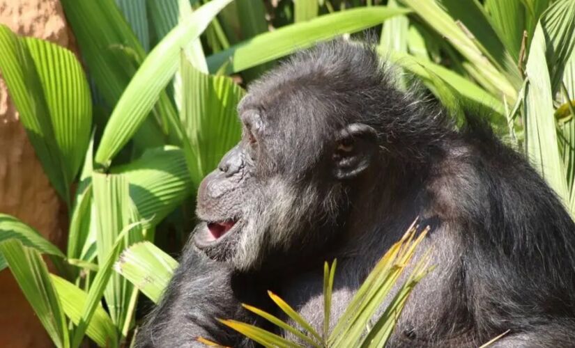 Prazo para a transferência do chimpanzé Black para santuário em Sorocaba, no interior paulista, vence no dia 5 de maio