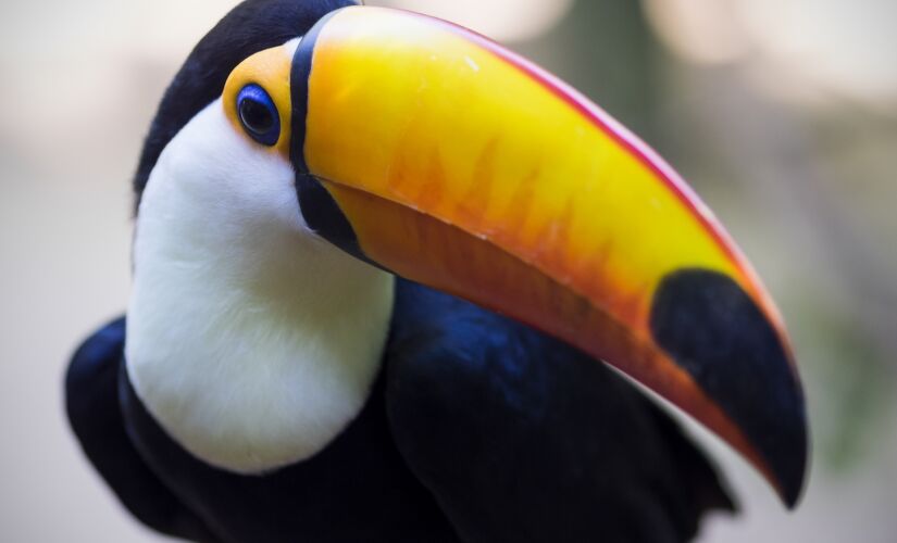 Close up of exotic Brazilian toucan bird in natural setting in Foz do Iguacu, Parana, Brazil.