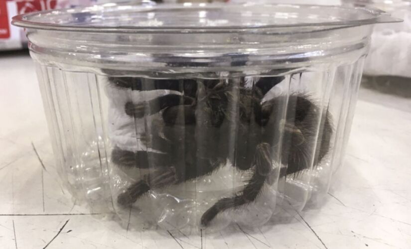 Um lagarto leopardo e 64 aranhas caranguejeiras eram mantidos irregularmente em um imóvel residencial; animais foram apreendidos