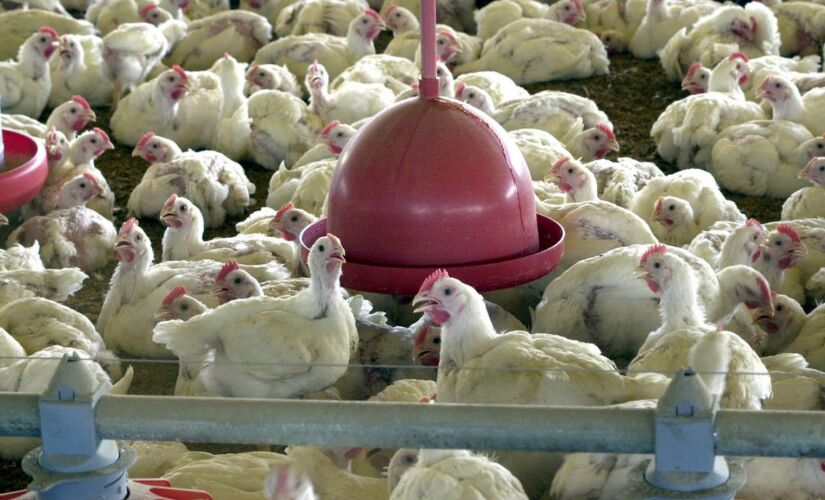 Brasil inicia exporta&ccedil;&atilde;o de carne de frango in natura para &Iacute;ndia