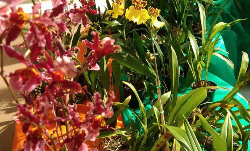 Feira de Orqu&iacute;deas acontece no final de semana do Dia das M&atilde;es 