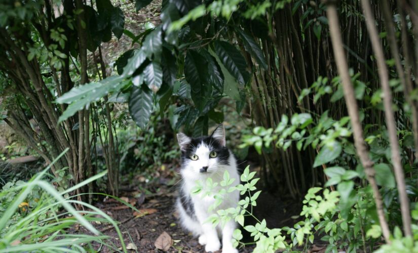 Estima-se que haja cerca de 100 gatos vivendo nos limites do Parque da Aclimação 