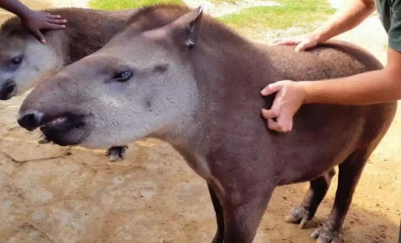 Com três anos de idade, o macho 'Marcelinho' e a fêmea 'Bianta' nasceram no zoológico municipal de Sorocaba, interior paulista