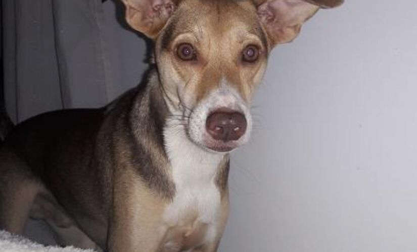 Cãozinho Thor desapareceu após um acidente em Santa Cruz 
do Rio Pardo, no último dia 30 