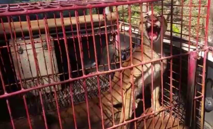 Ruralista montou armadilha para capturar javali e acabou capturando uma onça-parda em Jales 
