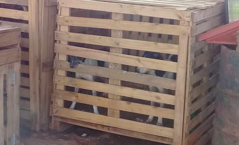 Após o resgate no domingo, os cães foram levados a uma ONG de proteção animal em Martinópolis