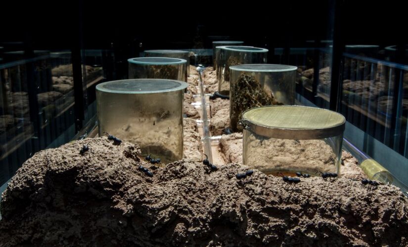 Zoológico de São Paulo reabriu na última semana o espaço educativo ENTITY_quot_ENTITYFormigueiroENTITY_quot_ENTITY; público pode ver hábitos dos insetos 