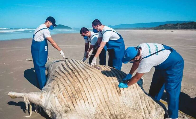 Pesquisadores da região de Bertioga acreditam que a baleia morreu no mar e o corpo encalhou na praia levado pelas marés
