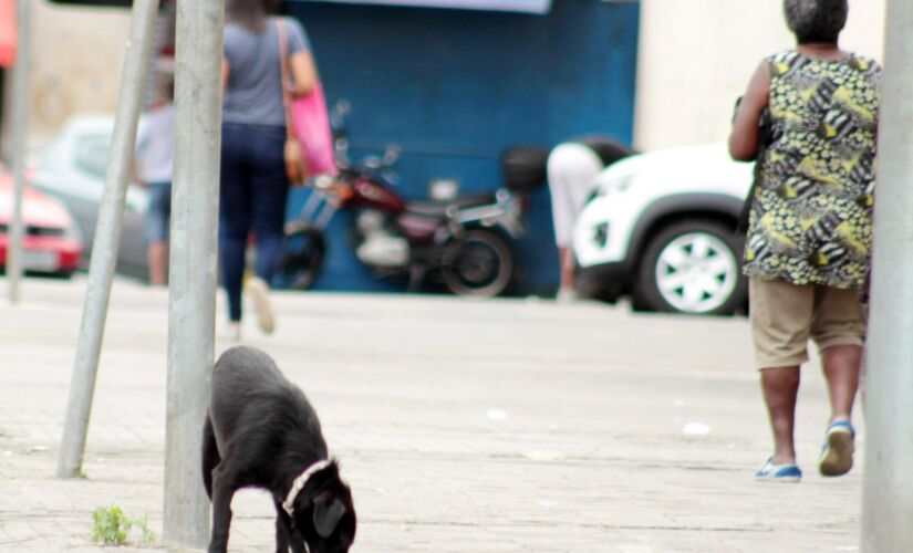 Como padrão, serão utilizadas as definições do Conselho Federal de Medicina Veterinária para maus tratos