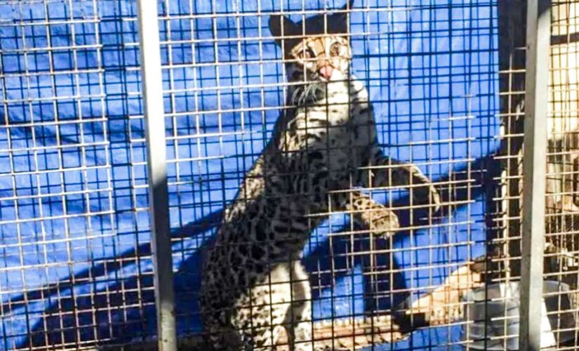 A jaguatirica, uma fêmea com dois anos de idade, foi atropelada no dia 9 de maio, se recuperou e agora será solta em Rio Preto 
