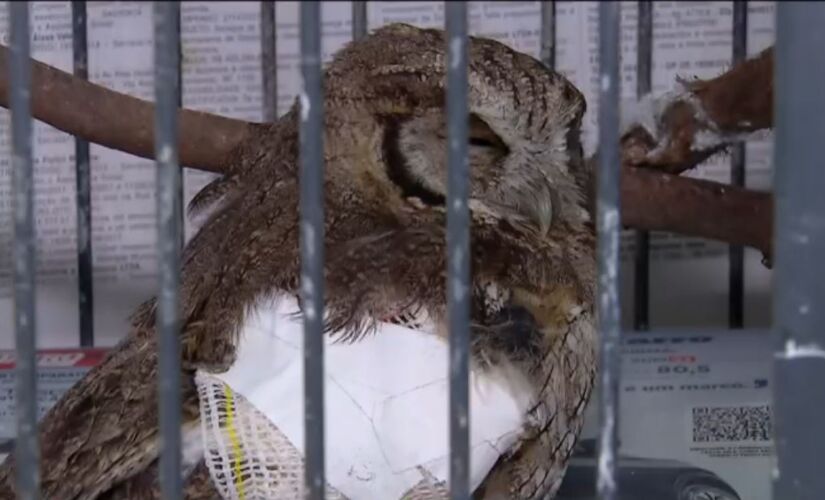 Em julho o Zoológico de Guarulhos recebeu cinco aves feridas 
por linhas de pipa com cerol - uma mistura de cola com vidro