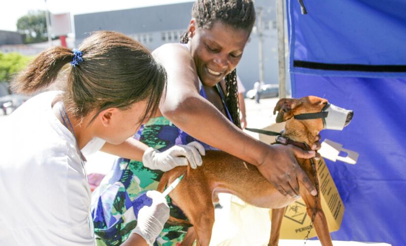 A vacinação de cães e gatos é obrigatória e a única forma de controlar a doença no meio urbano; a raiva não tem cura