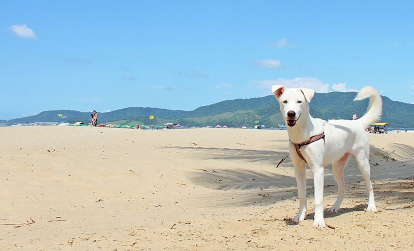 Projeto visa acabar com a concessão e renovação de alvará de licença de locais que vendem animais 