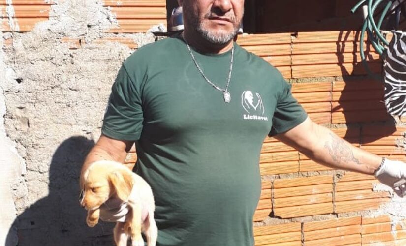 Os animais foram encontrados desnutridos e em condições precárias bairro Jardim Boa Esperança, no Guarujá