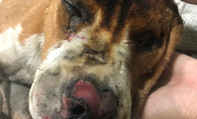 Um cachorro da raça pitbull morreu neste domingo (18) dois dias após ser encontrado enrolado em um cobertor que pegava fogo