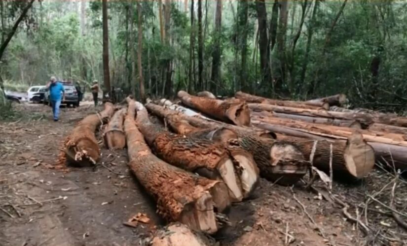 Homens foram detidos suspeitos de desmatar &aacute;rea de manancial em Jundia&iacute;