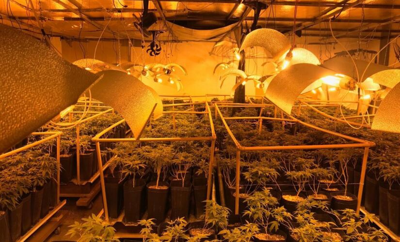 A Polícia Civil encontrou uma plantação de ENTITY_apos_ENTITYsupermaconhaENTITY_apos_ENTITY em um barracão em Salto, no interior paulista, na quinta-feira