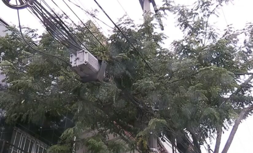 Segundo os municípios da Grande SP, a empresa não está podando as árvores que estão próximas à rede de elétrica como deveria