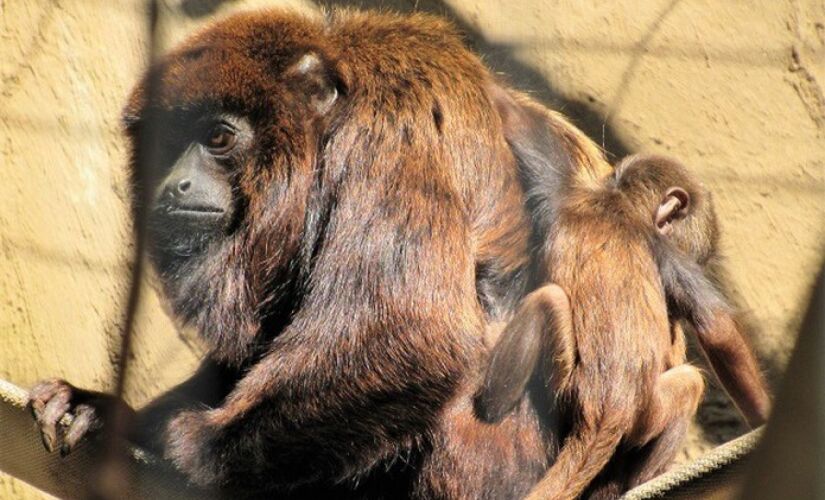 Filhote é a primeira cria obtida de um grupo de quatro bugios-vermelhos que foram levados para o parque