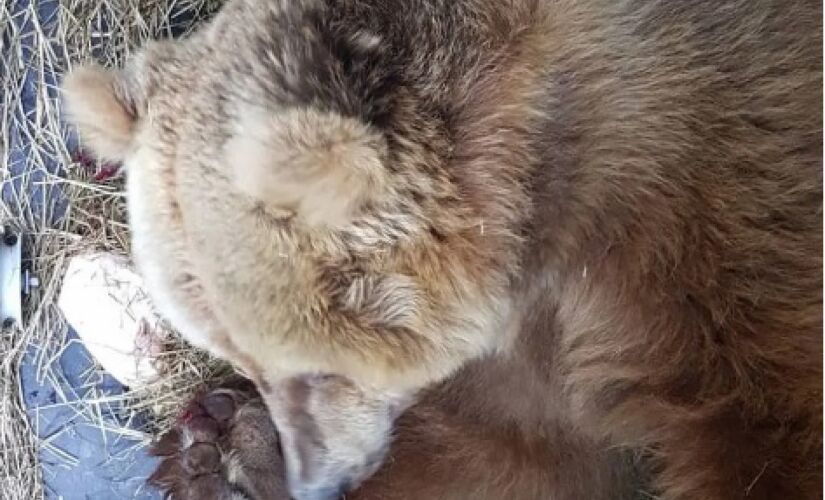 Os ursos Verrú e Mizar foram transferidos para o santuário Rancho dos Gnomos, em Joanópolis, no interior de São Paulo