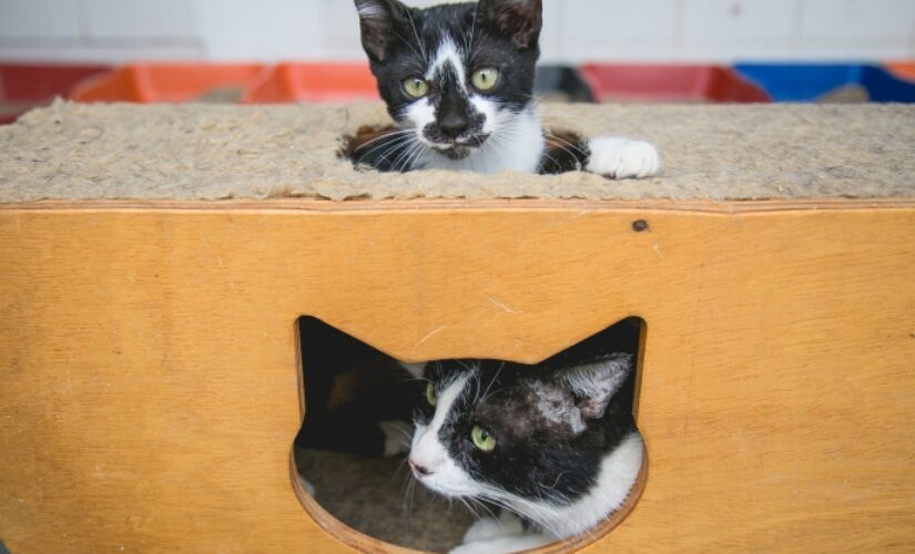 Centro de Controle de Zoonoses (CCZ) de São Caetano realiza neste sábado uma campanha de vacinação antirrábica de cães e gatos