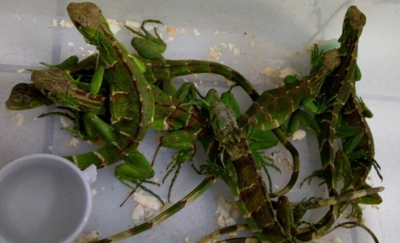 Dos dez répteis, dois já estavam mortos; ave silvestre também foi apreendida na casa no Interior 