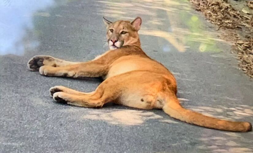  No último dia 30, uma onça-parda foi atropelada em uma avenida no Tremembé, no limite com a cidade de Mairiporã, região de mata