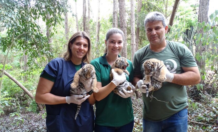 Animais com a equipe de biólogos e veterinários do zoo de Itatiba; filhotes são duas fêmeas e um macho, segundo o Zooparque 