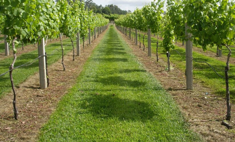 Cultivo das uvas verdes na região dos Vinhos Verdes, Melgaço em Portugal; evento acontece na zona sul da Capital no dia 23 