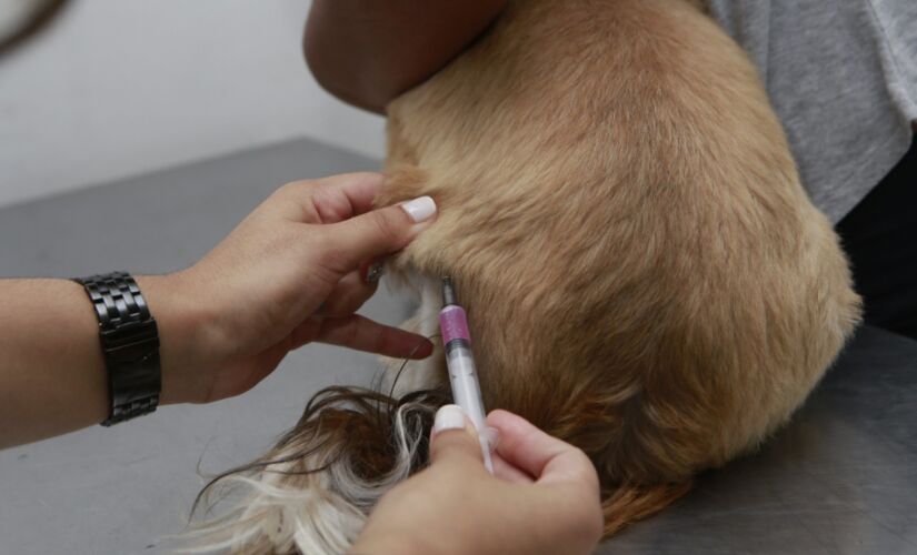Os donos de animais devem se dirigir à unidade no Jd. Boa Esperança de segunda a sexta-feira, das 8h às 11h e das 14h às 16h