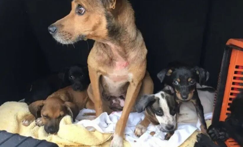  Animais foram abandonados em um terreno baldio