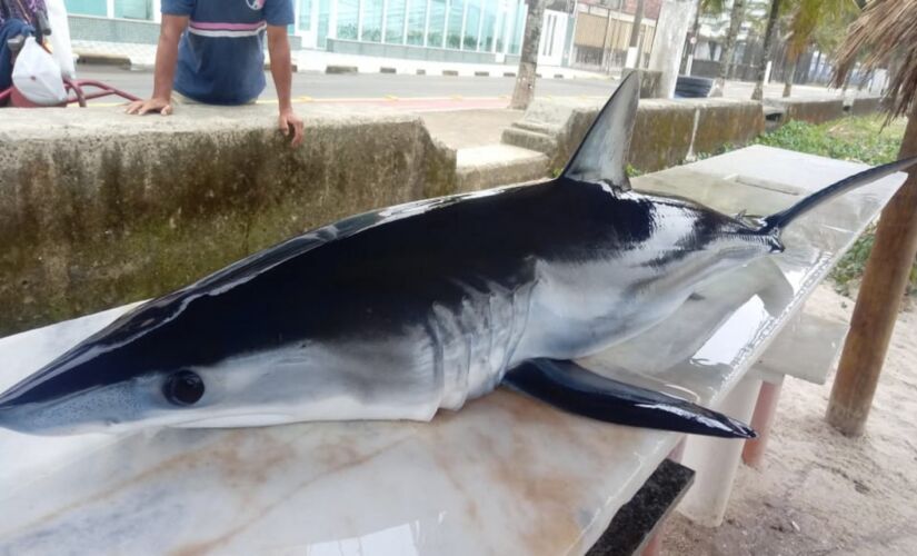 O animal, de aproximadamente 35 kg e 1,3 metro de comprimento, foi encontrado por um pescador, na quarta-feira