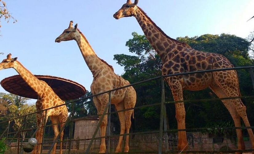 Até a próxima sexta-feira (20), o zoológico de São Paulo contará com uma programação especial de final de ano