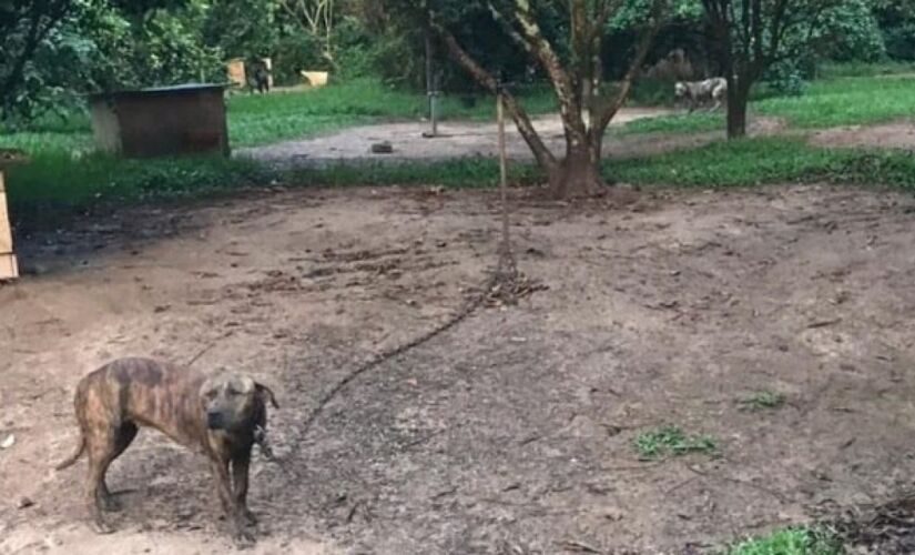 Os cães estavam acorrentados, separados uns dos outros