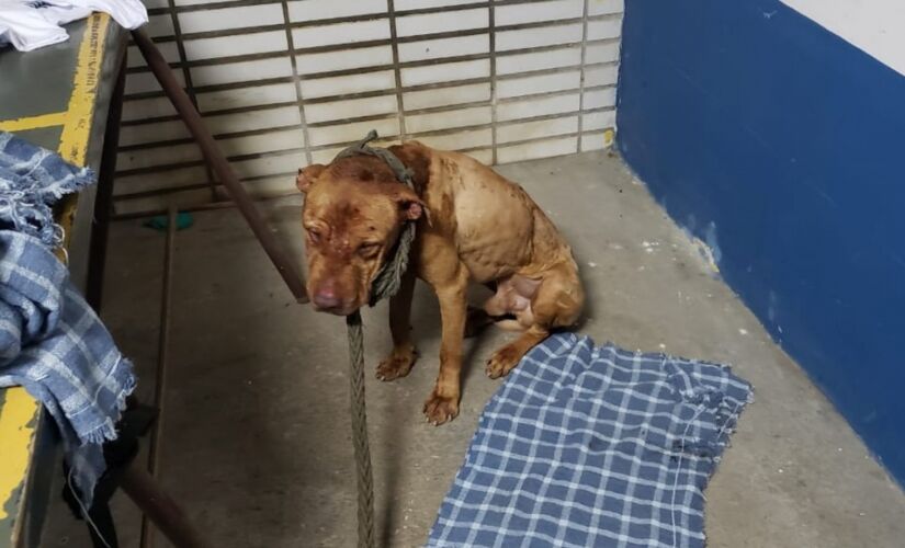 Os cães foram encontrados com sinais de maus tratos pela Polícia